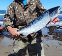 На Сахалине выделили 7 участков для любительского лова кеты и кижуча - стоимость