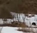 Медведицу с тремя медвежатами заметили в районе села Восточного