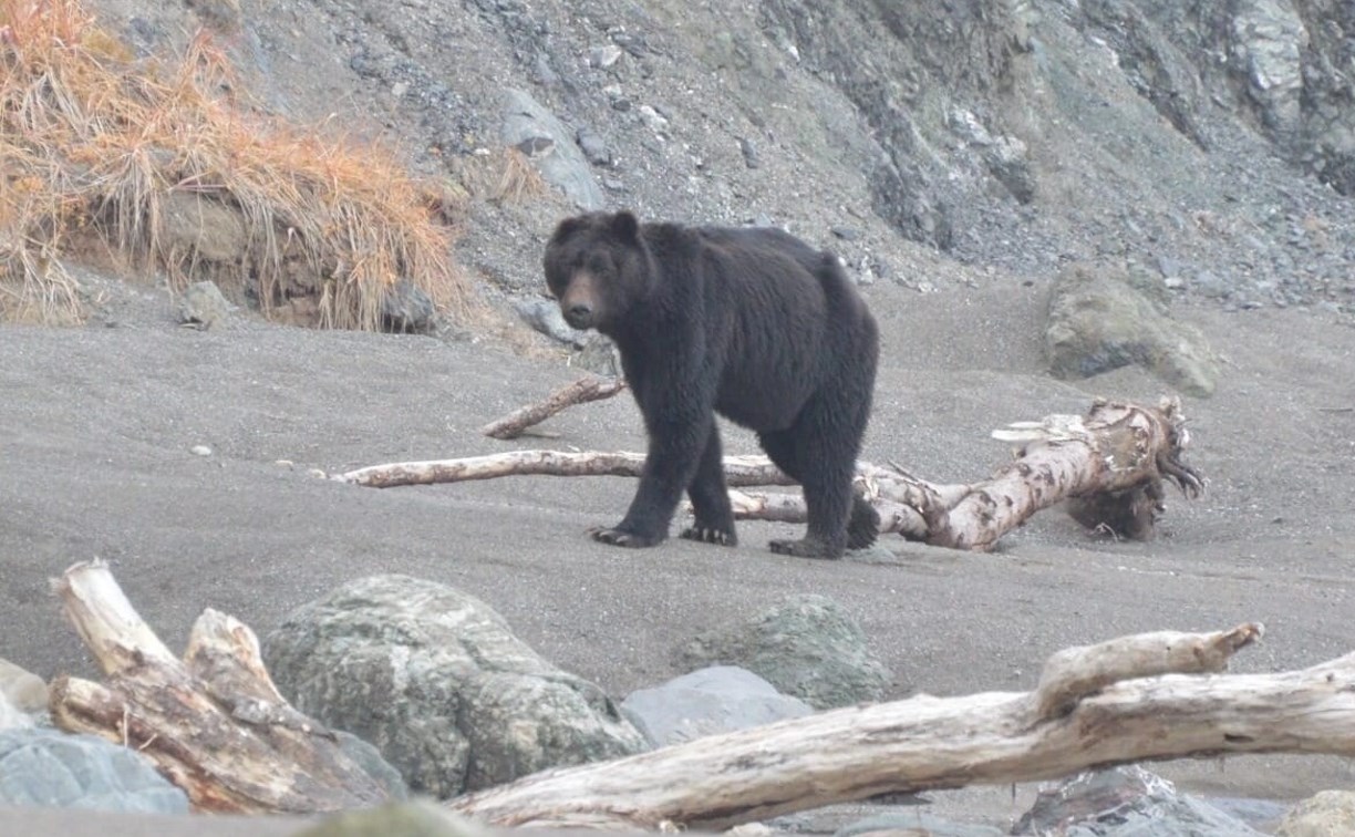 Сахалинцев предупредили о чёрном и худом медведе без уха с травмой головы, который бродит по берегу