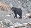 Сахалинцев предупредили о чёрном и худом медведе без уха с травмой головы, который бродит по берегу