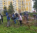 Холмские школьники высадили в городе молодые деревья