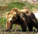 Как подать заявление на охоту на бурого медведя в Сахалинской области