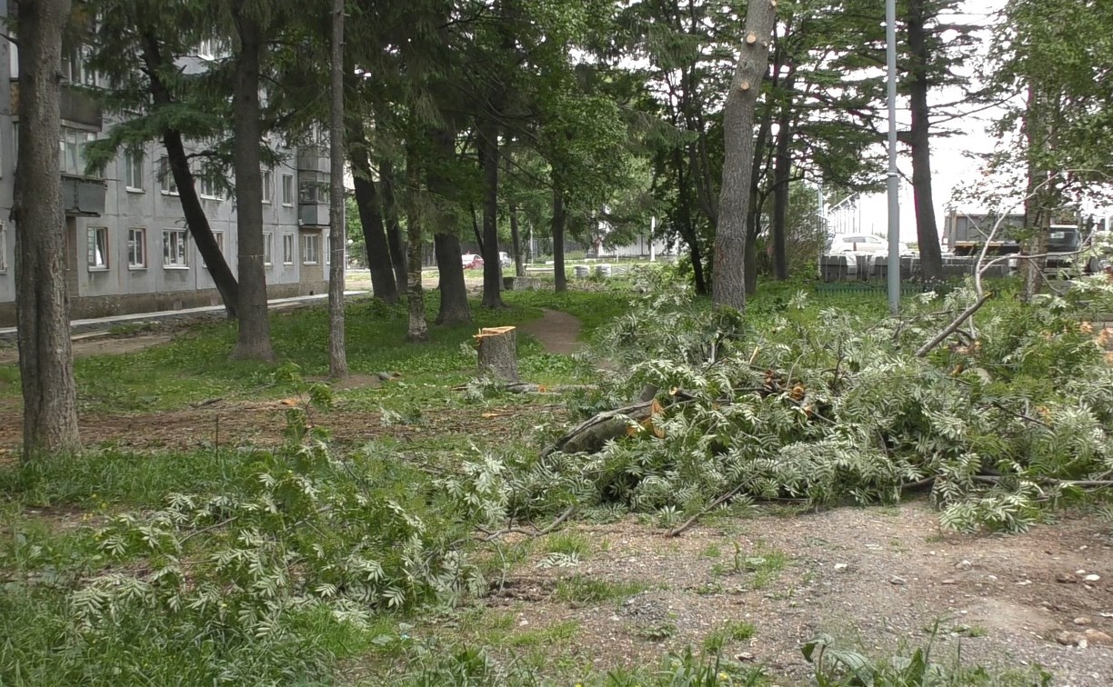 Во дворе на Сахалине, где снимался Игорь Николаев, вырубают деревья