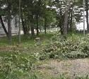 Во дворе на Сахалине, где снимался Игорь Николаев, вырубают деревья