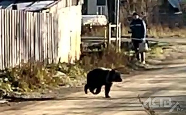 Сахалинские лесничие отловили медвежонка, который несколько дней бродил по улицам с прохожими