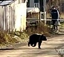 Сахалинские лесничие отловили медвежонка, который несколько дней бродил по улицам с прохожими