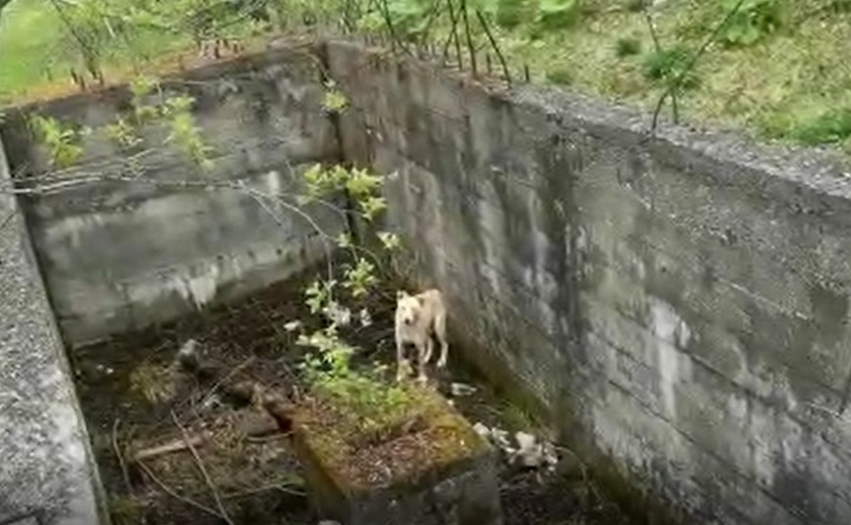 На Сахалине спасли собаку, которая несколько дней жила в бетонном бункере