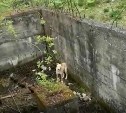 На Сахалине спасли собаку, которая несколько дней жила в бетонном бункере