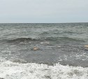 Сотни оранжевых пакетов прибило к берегу на Сахалине
