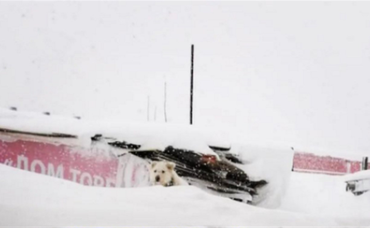 В приюте Южно-Сахалинска волонтеры не могут пробраться к вольерам с собаками из-за снега