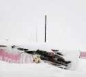 В приюте Южно-Сахалинска волонтеры не могут пробраться к вольерам с собаками из-за снега