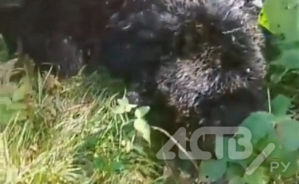 Тушу медведя обнаружили между могил на кладбище в Ново-Александровске