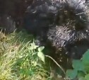 Тушу медведя обнаружили между могил на кладбище в Ново-Александровске