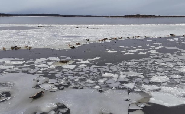 Дрон снял ластоногих "рыбаков" на льдинах у побережья Сахалина