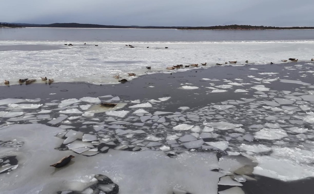 Дрон снял ластоногих "рыбаков" на льдинах у побережья Сахалина