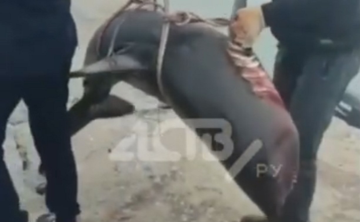 На Сахалине распространяется видео с выловленной акулой, которую увезла группа рабочих
