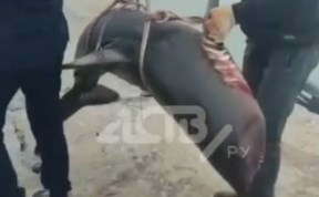 Общество