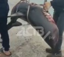 На Сахалине распространяется видео с выловленной акулой, которую увезла группа рабочих