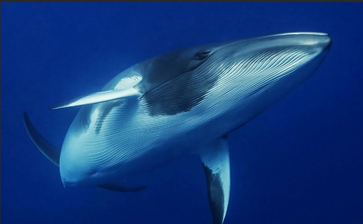 Иск от имени китов подали в суд из-за сброса воды с "Фукусимы"