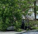 Специалисты обследуют дерево, ветка которого упала и разбила три автомобиля в Южно-Сахалинске