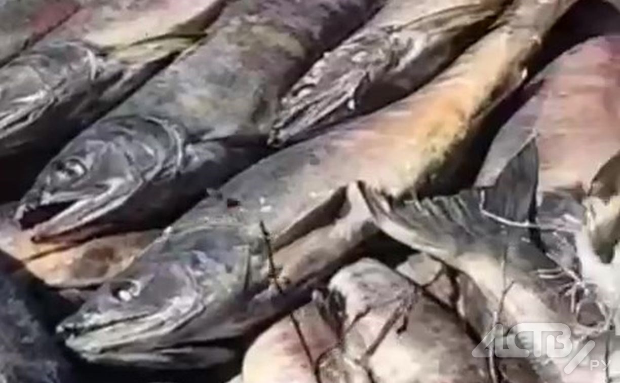 Кучи гниющей рыбы с опарышами обнаружили в овраге у охотской трассы