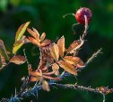 На Сахалине дождь и мокрый снег, а на Курилах до +15 °C: прогноз погоды для региона на 31 октября