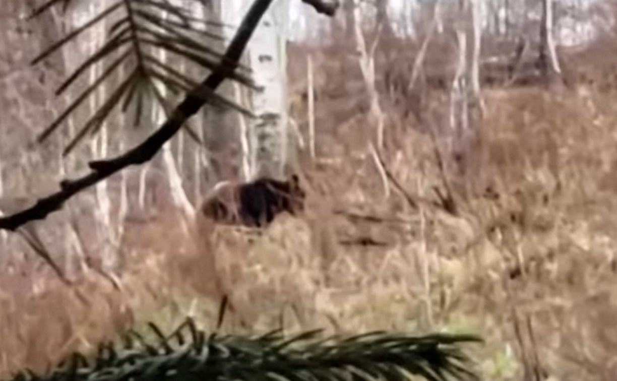 "Порожняк прогнали": опытный охотник упустил огромного медведя на Сахалине из-за молодого напарника