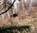 "Порожняк прогнали": опытный охотник упустил огромного медведя на Сахалине из-за молодого напарника