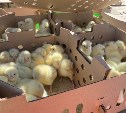 Пережившая вспышку птичьего гриппа птицефабрика "Островная" намерена продать 8 млн яиц к Новому году