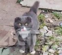 У "брошенного" кота в Пятиречье нашлась хозяйка
