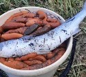 Гигантские осьминоги и жуткие черви: после циклона побережье Сахалина забросало деликатесами