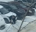 "Элитная парковка с цепями" в южно-сахалинском дворе перезимовала, несмотря на статус незаконной