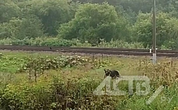 "Собачка" пришла: на окраине Взморья заметили медведя