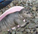 Морской заяц Крош спустя месяц жизни в неволе вернулся в воды сахалинского моря (ФОТО)