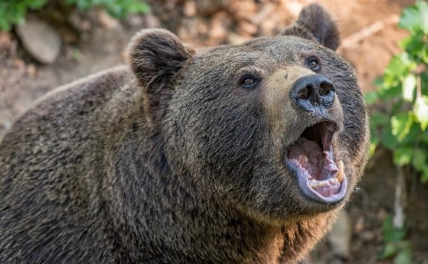 На Курилах медведь вломился в подъезд жилого дома 