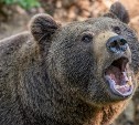 На Курилах медведь вломился в подъезд жилого дома 