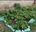 Коммунальщики спутали благородную мальву холмчанки с борщевиком
