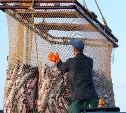 Общая стоимость лотов, выставленных на продажу на сахалинской рыбной бирже, достигла суммы в 500 тыс. рублей