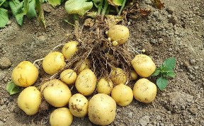 Общество