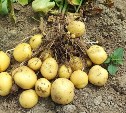 Чтобы картошка уродилась: аграрии Сахалина повышают эффективность посевов