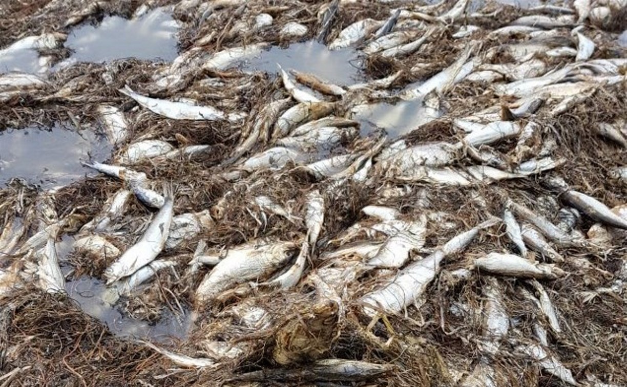 Ученые изучили образцы погибшей у берегов Сахалина сельди