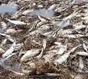 Ученые изучили образцы погибшей у берегов Сахалина сельди