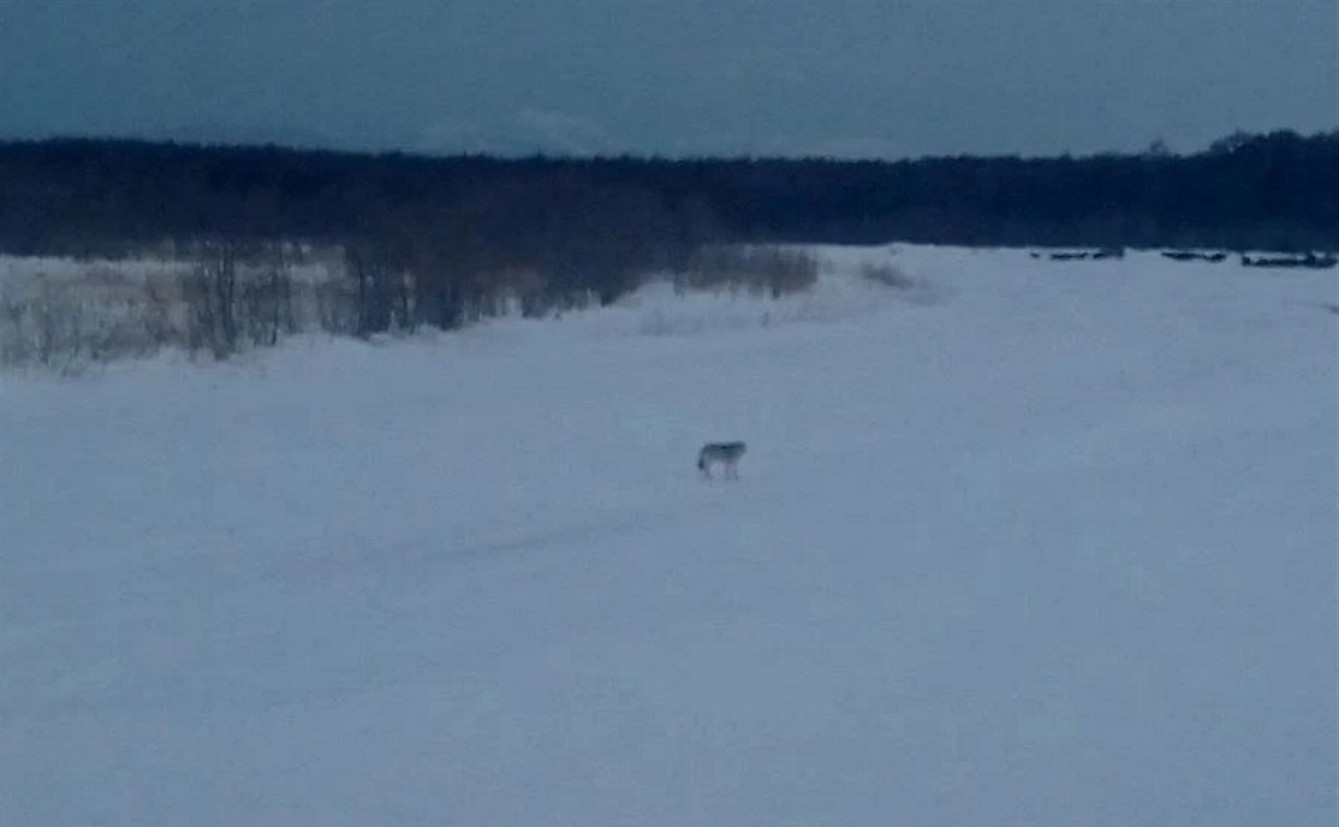 В районе реки Леонидовки, по словам очевидца, заметили волка