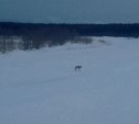 В районе реки Леонидовки, по словам очевидца, заметили волка