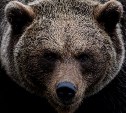 На Сахалине проснулись медведи: в каких районах можно встретить косолапого и как себя вести 