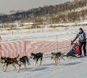 В гонках на собачьих упряжках приняли участие 27 команд со всего Сахалина