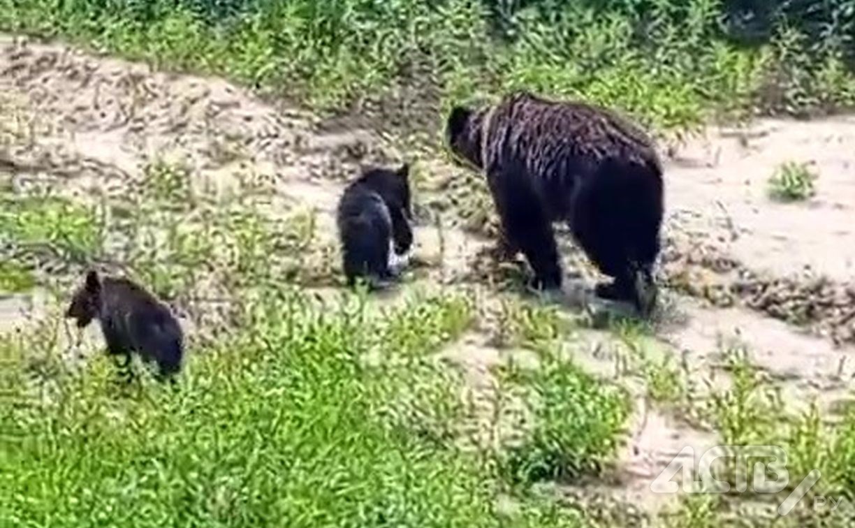 Медведица прогулялась с детёнышами вдоль сахалинской трассы