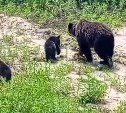 Медведица прогулялась с детёнышами вдоль сахалинской трассы