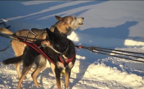 Общество