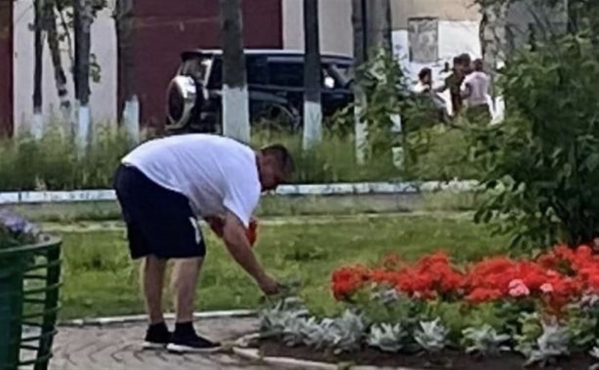Мужчина в Поронайске пожалел денег на цветы и нарвал их с клумбы